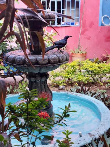 Estrella Beachfront Hotel サン・フアン・デル・スル エクステリア 写真
